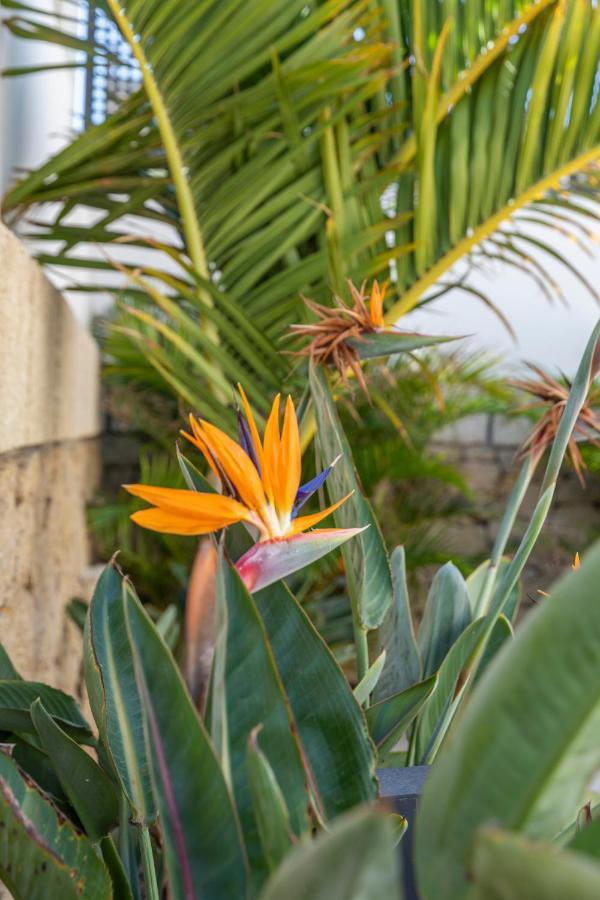 Medano4You The Strelitzia Terrace El Médano Exterior foto